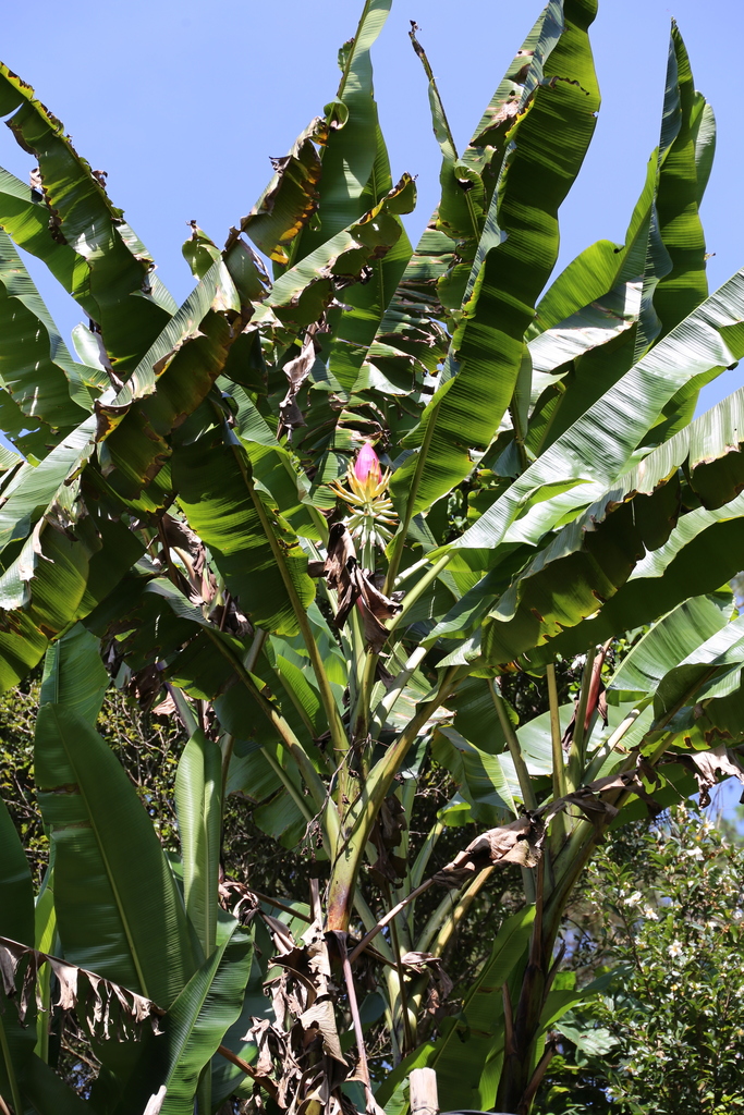 Musa splendida