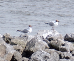 Chroicocephalus ridibundus