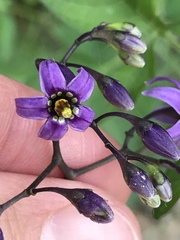 Solanum dulcamara