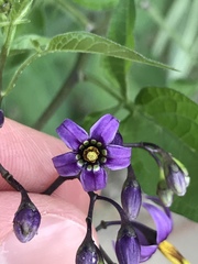 Solanum dulcamara