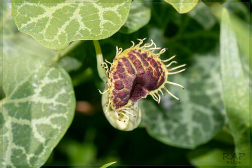 Aristolochia fimbriata