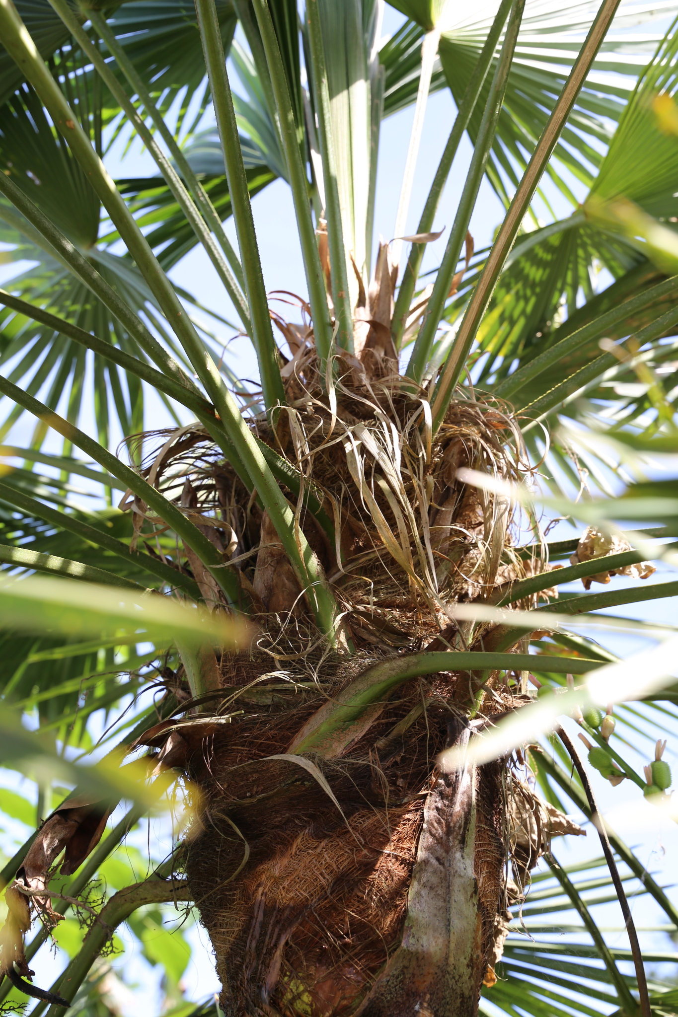 Trachycarpus fortunei — ảnh 2