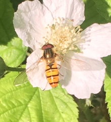 Episyrphus balteatus