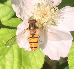 Episyrphus balteatus