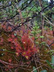 Drosera × obovata