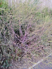 Plagianthus