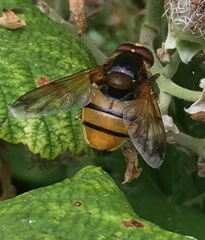 Volucella inanis