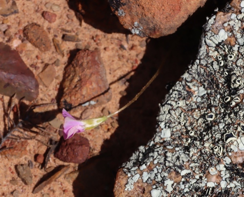 Oxalis fergusoniae (Oxalis fergusoniae)