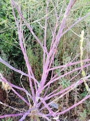 Plagianthus