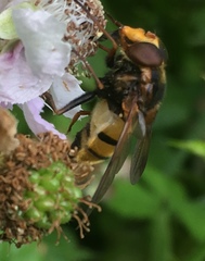 Volucella inanis