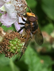 Volucella inanis