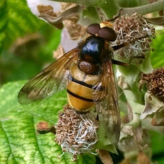 Volucella inanis