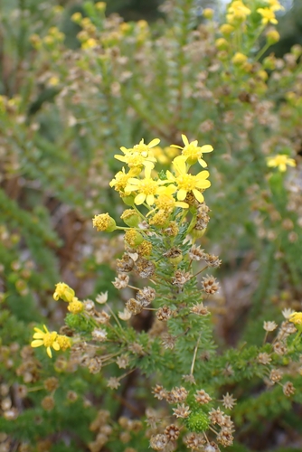 Image of Euryops virgineus by (c) Karen Eichholz, some rights reserved (CC BY)