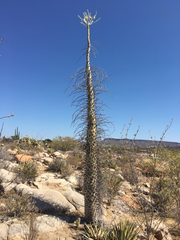 Fouquieria columnaris