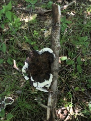 Hydnellum scrobiculatum