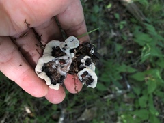 Hydnellum scrobiculatum