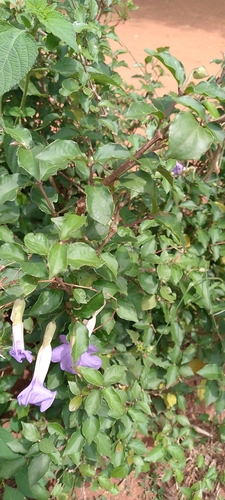 Bush Thunbergia