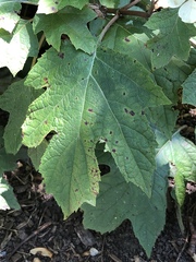 Cercospora hydrangeae
