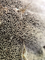 Hydnellum scrobiculatum