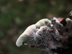 Hydnellum scrobiculatum