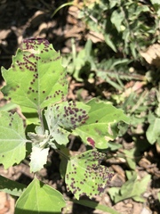 Norvellina chenopodii