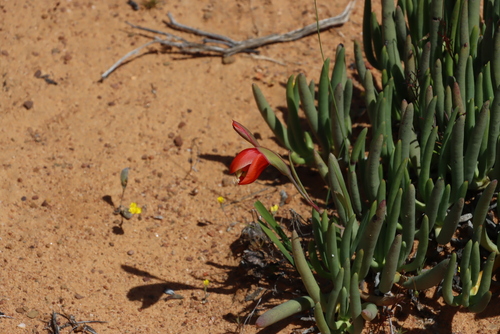 Image of Pied Kalkoentjie by (c) Tony Rebelo, some rights reserved (CC BY-SA)