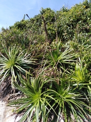 Dyckia encholirioides