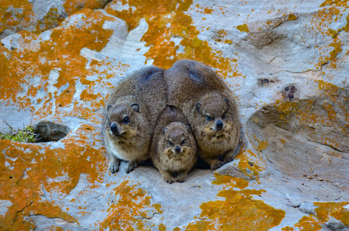 Rock Hyrax