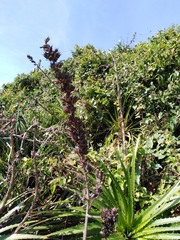 Dyckia encholirioides