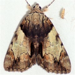 Catocala crataegi