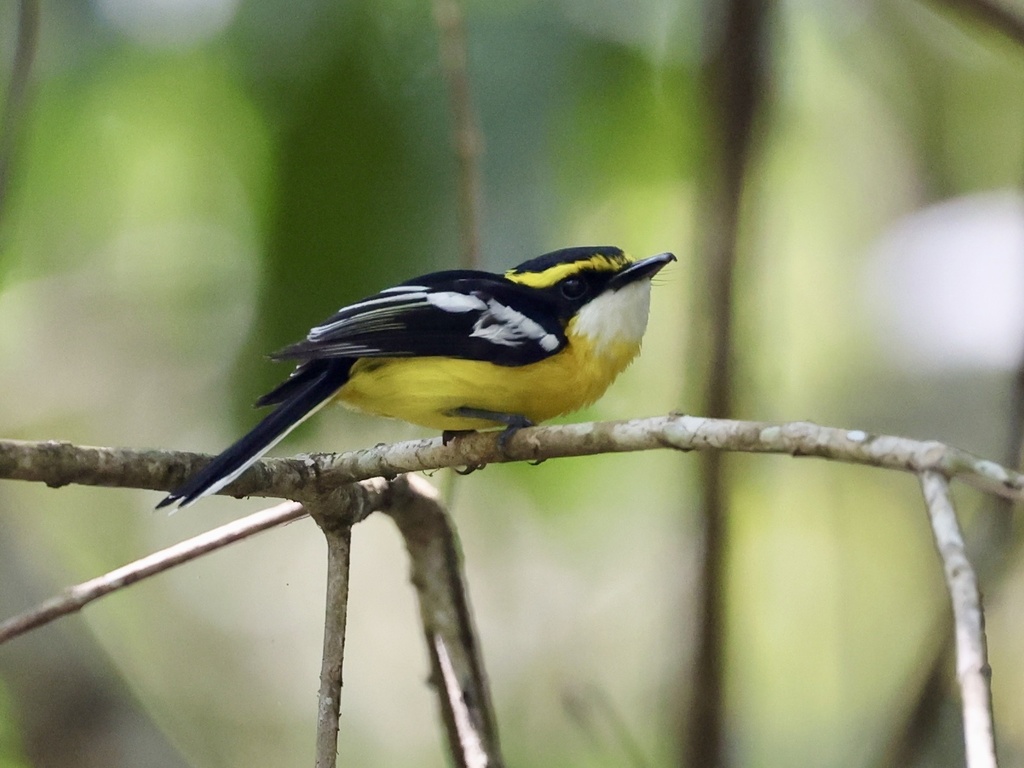 Yellow-Breasted Boatbill
