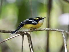 Yellow-Breasted Boatbill photo 1