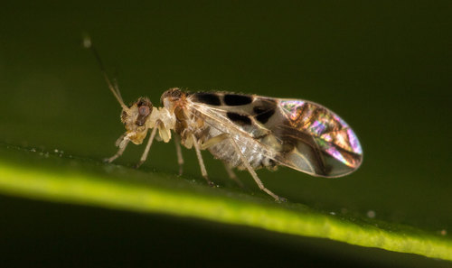 F-winged Barklouse, photo 3 of 9