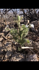 Cnidoscolus maculatus