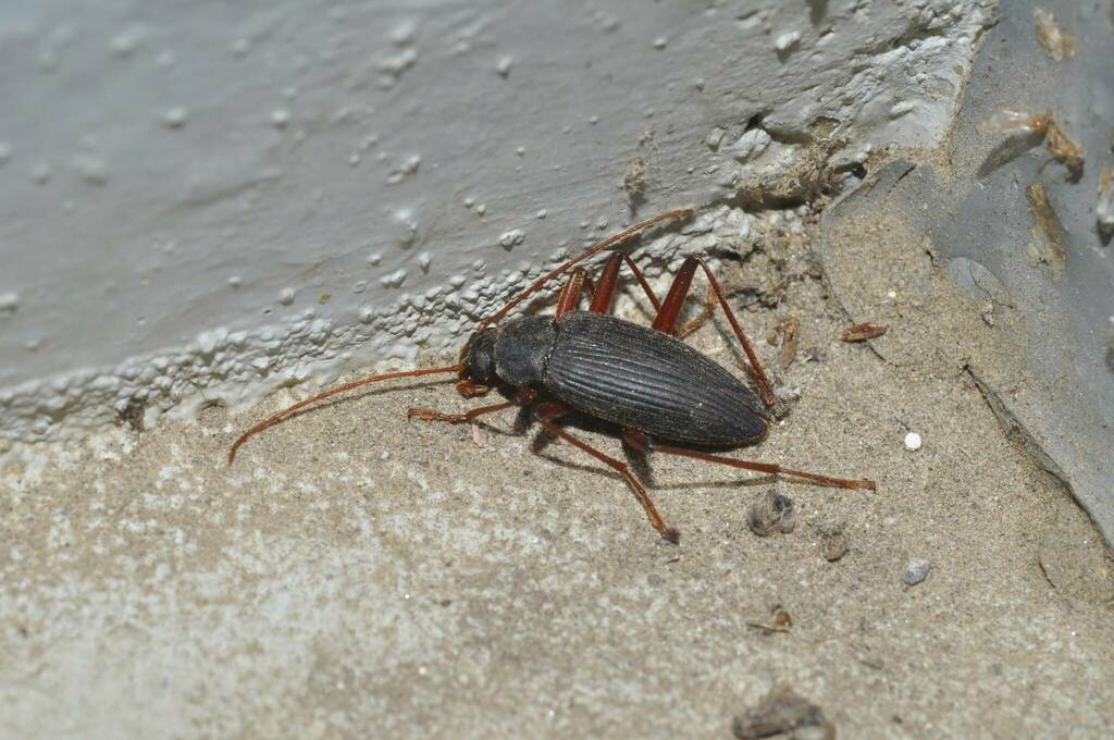 Upinella fuliginosa