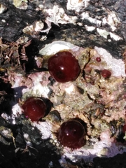 Actinia