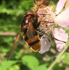 Volucella zonaria