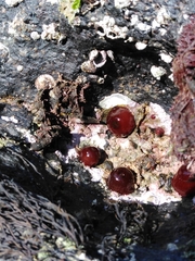 Actinia
