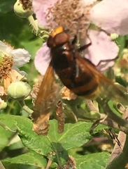 Volucella zonaria
