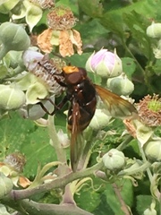 Volucella zonaria
