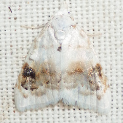 Nola cilicoides