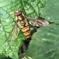 Episyrphus balteatus