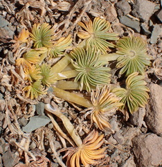 Oxalis palmifrons, photograph (c) Nicola van Berkel, some rights reserved (CC BY-SA)