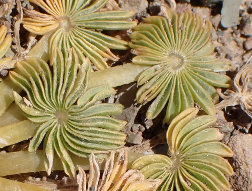 Image of Oxalis palmifrons by (c) Nicola van Berkel, some rights reserved (CC BY-SA)