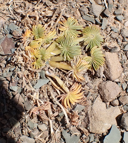 Oxalis palmifrons, photograph 5