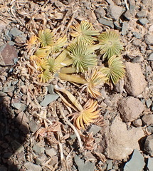 (c) Nicola van Berkel, some rights reserved (CC BY-SA) Oxalis palmifrons, photograph (c) Nicola van Berkel, some rights reserved (CC BY-SA)