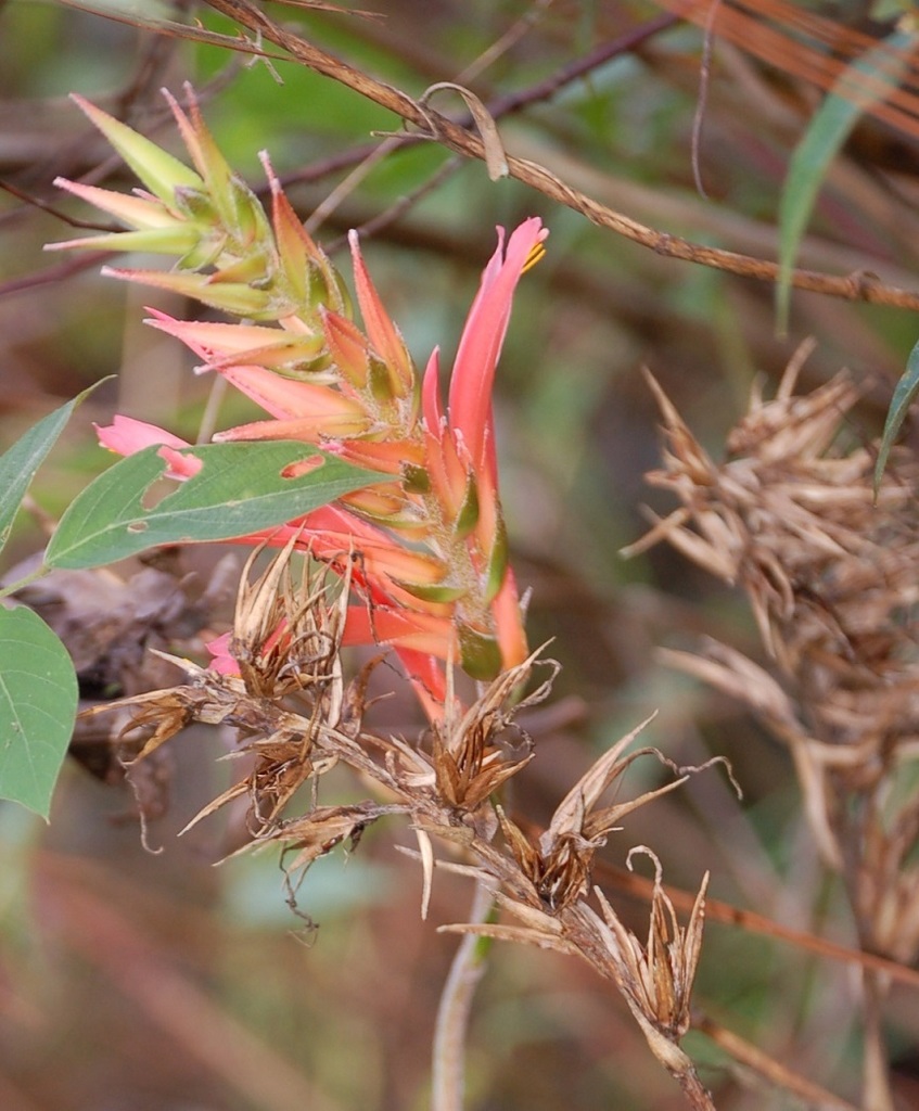 Pitcairnia calderonii