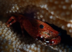 Goniosupradens hawaiensis