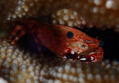 Goniosupradens hawaiensis