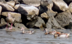 Alopochen aegyptiaca